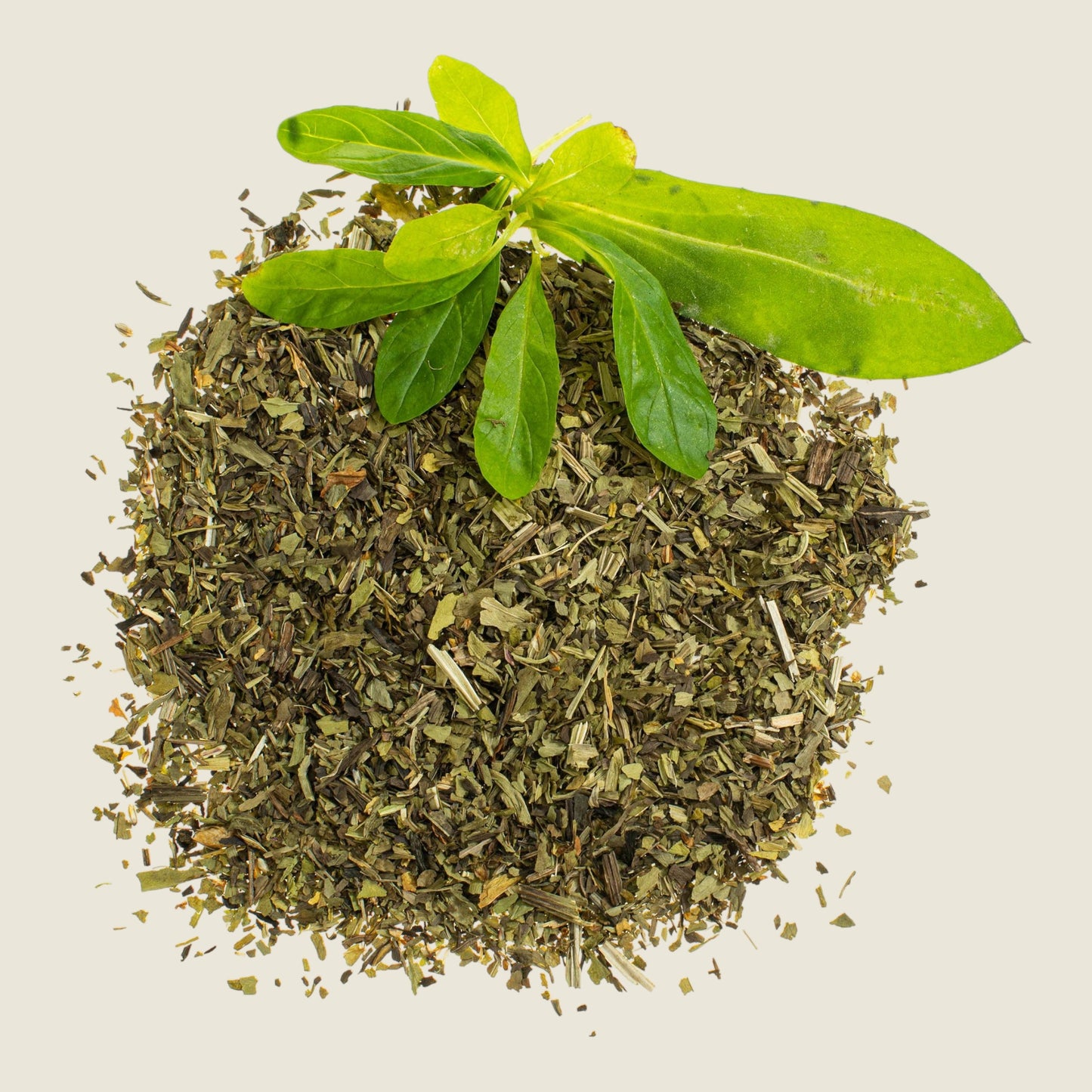 Glorex Blumen Plantain 4 g