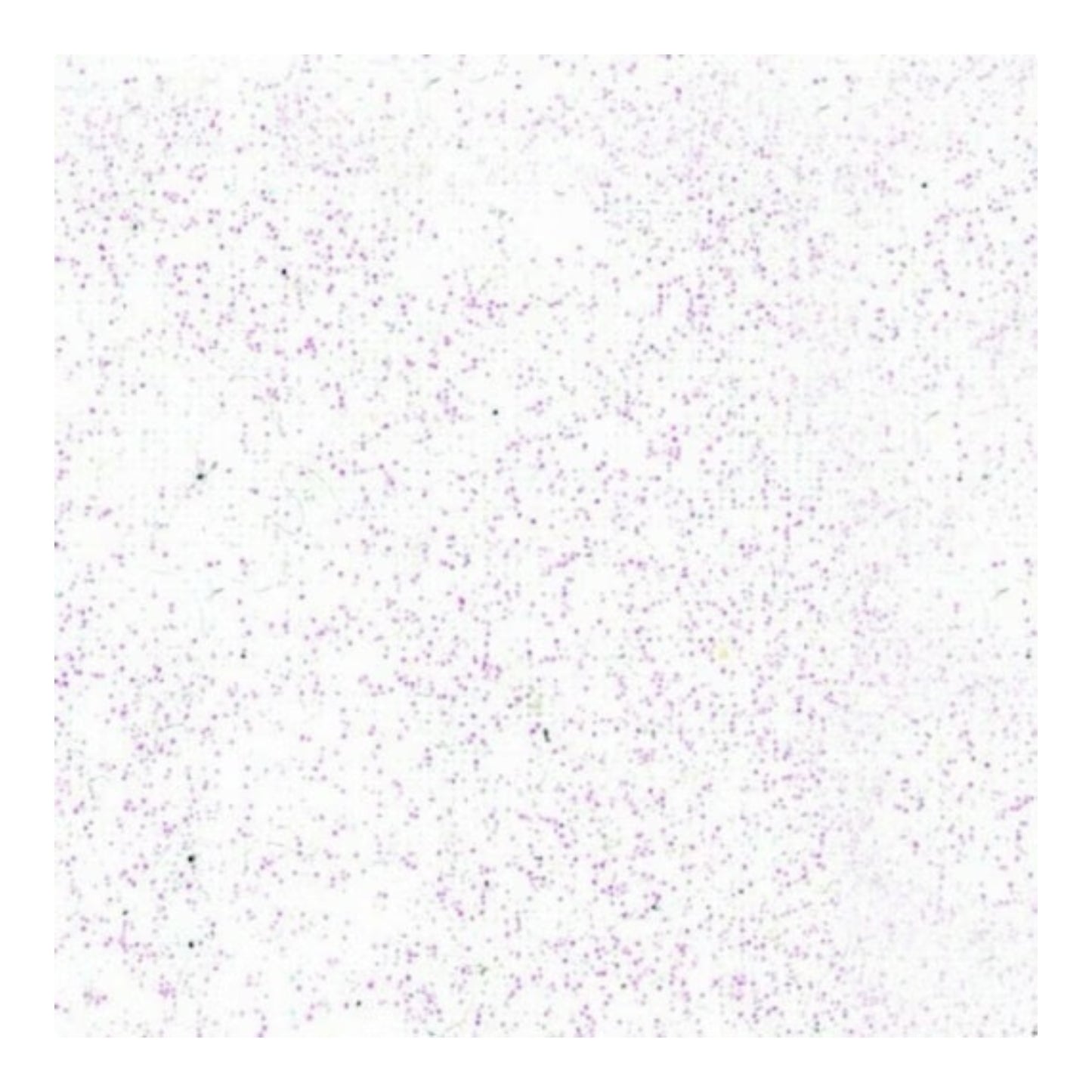 Pébéo Setacolor Glitter Textilfarbe – Diamond 204 , 45 ml